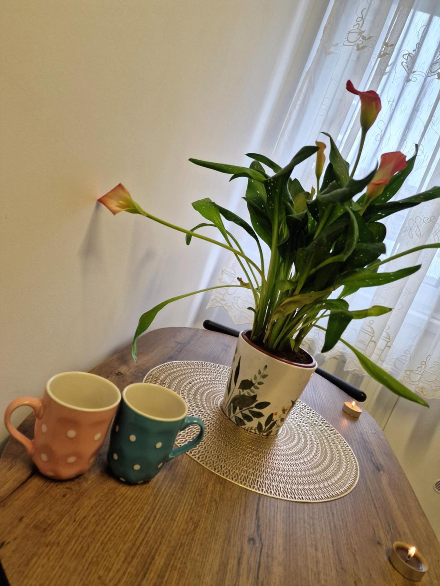 Roşu Studio&Garden! מראה חיצוני תמונה