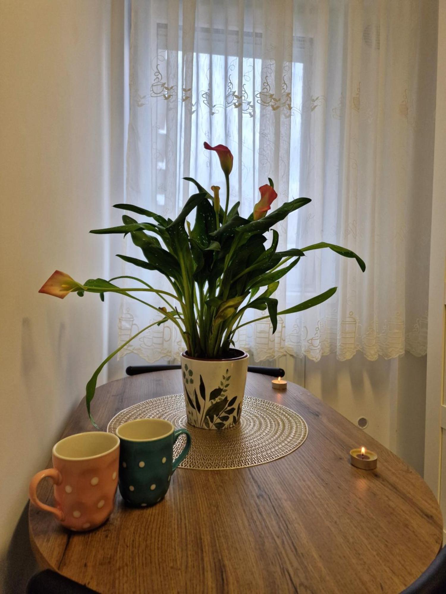 Roşu Studio&Garden! מראה חיצוני תמונה